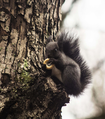 Dark Squirrel "brunette"
