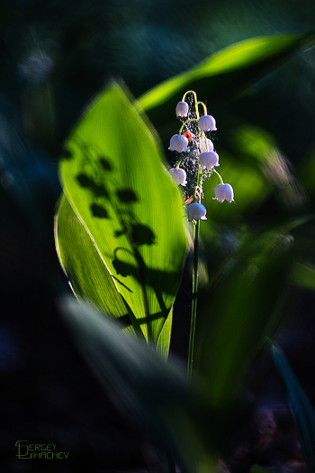 Light and shadow