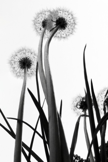 dandelions