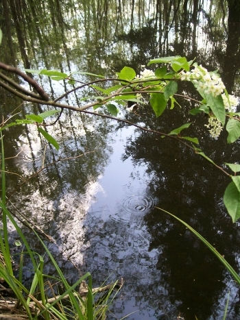 Decorative pond