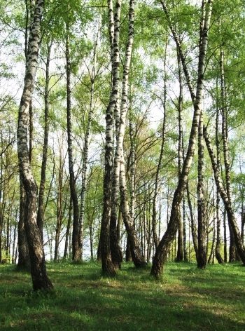birches