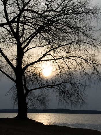 sunset and a tree