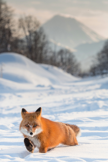 Sneaking