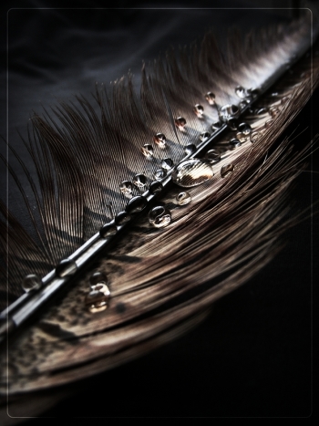 Bird tears ..