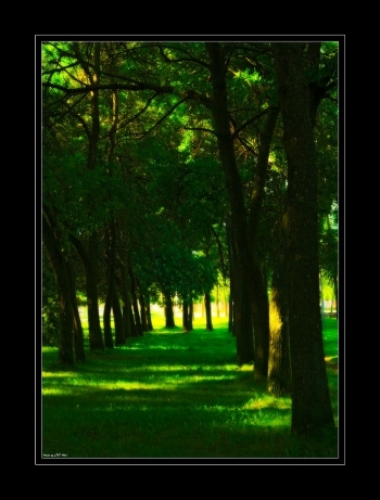 In the park