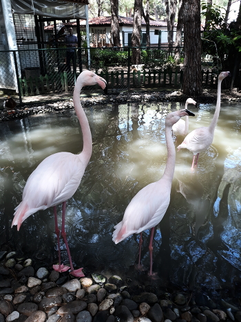 Pink Flamingos