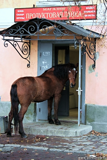 Horses