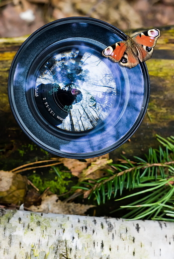 Forest Fotomir