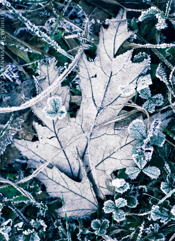 rime