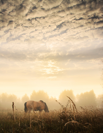 Milky morning