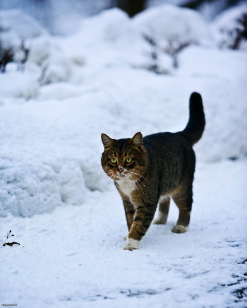 * Lofoelchik (LIO)