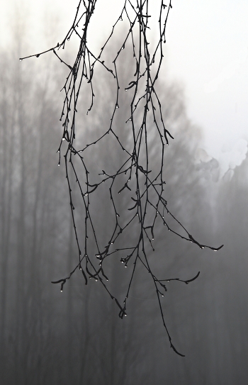 Tränen der Nebel