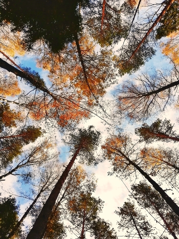 Autumn Sonata