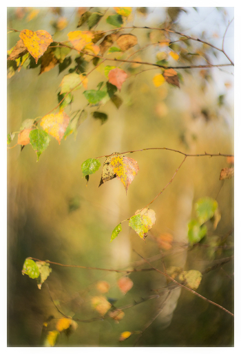 Autumn Sonata