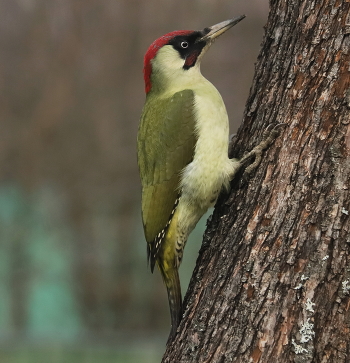 green woodpecker