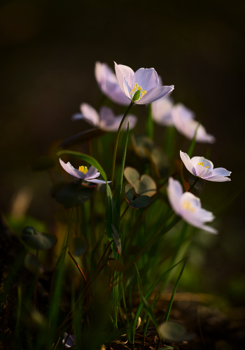 Happy Spring!