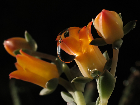 drop, and may the nectar?