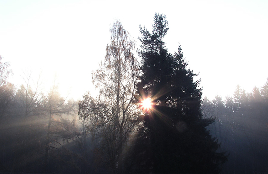 Morning in the grove