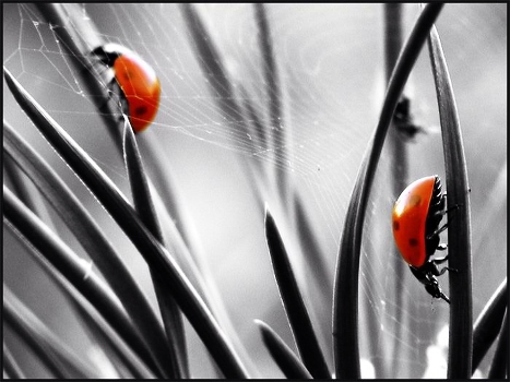 Dao ladybirds