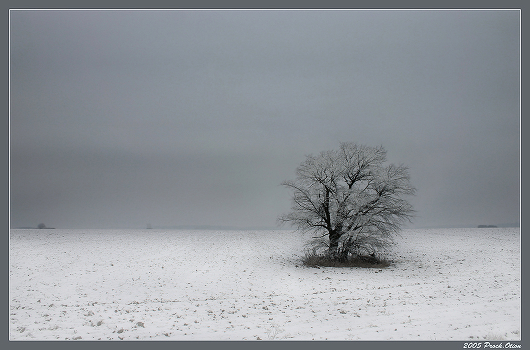 Landscape with lonely tree