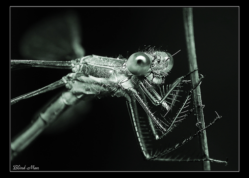 Black and white macrocosm -1