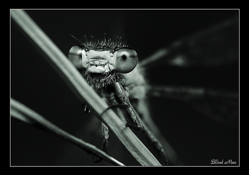 Black and white macrocosm -2
