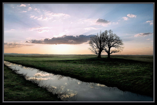 two oaks