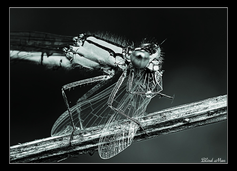 Black and white macrocosm -4