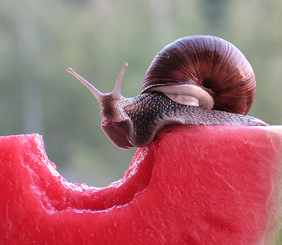 Watermelon snail.