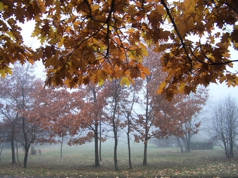 Fog in the Park