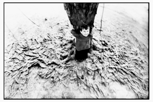roots.