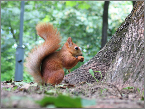 Squirrel