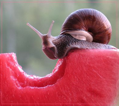 Watermelon snail