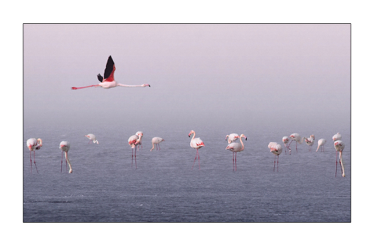Flamingo
