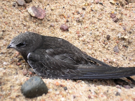 swallow