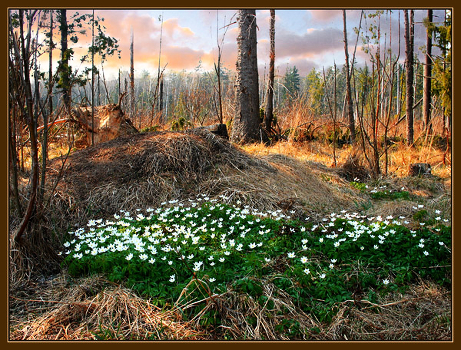 Tale of spring forest