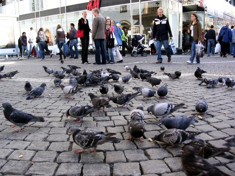 Pigeons ...