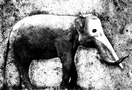 sleeping elephant