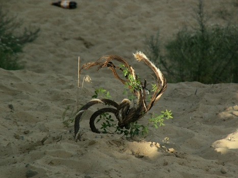 Miracle Tree