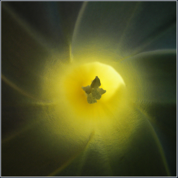 Inside the flower