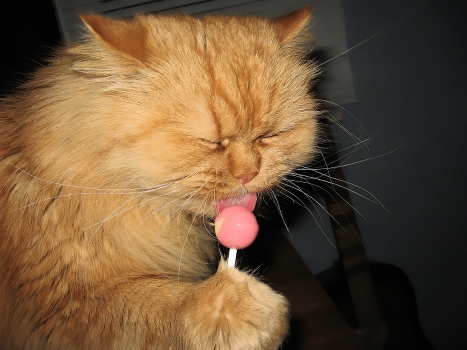 all the best .... the cats =))