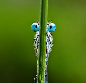 spy
