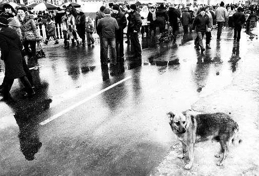 About the crowds and the loneliness of dogs ...