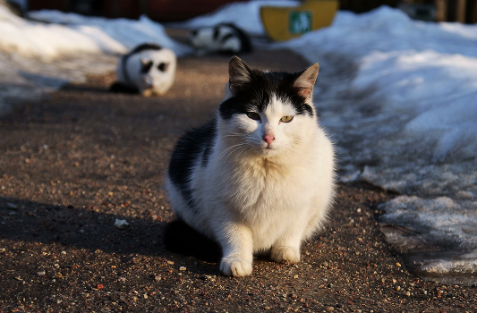 Cat's life. Thinking