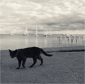 Black Cat