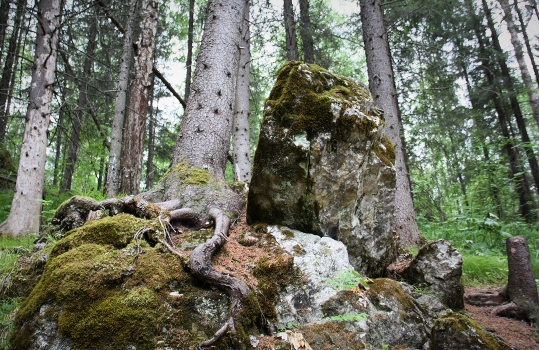 and trees on the rocks