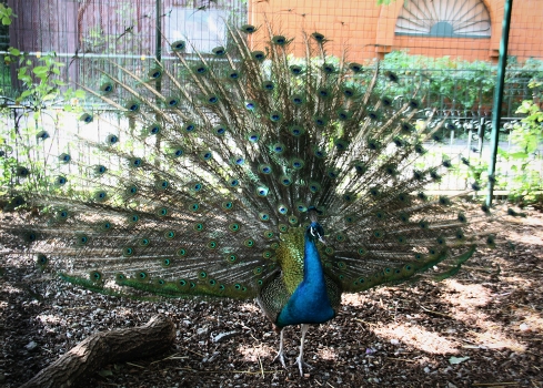 Peafowl