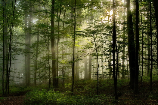 Morning in October