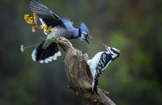 Blue Jay vs. Hairy woodpecker (male)