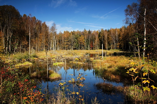 Autumn in the forest